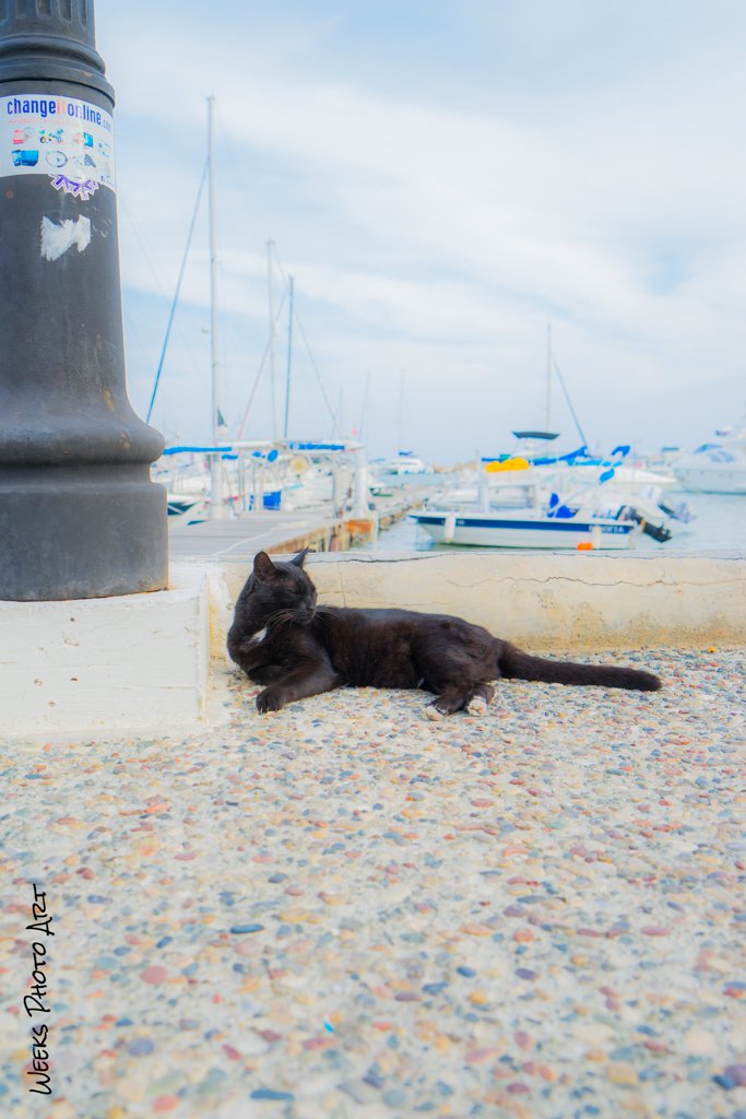 Katzen, Zypern