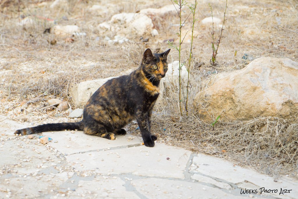 Katzen, Zypern