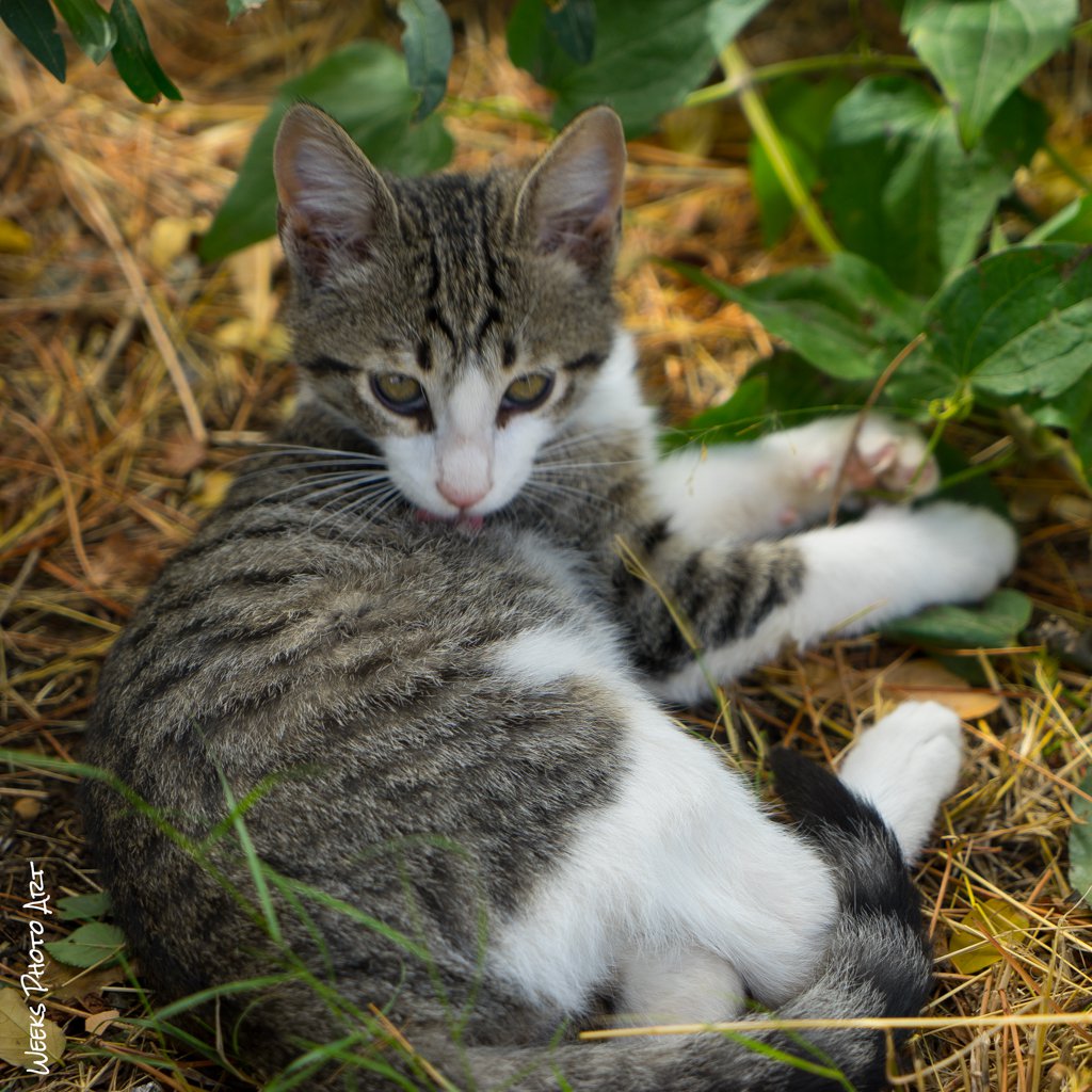 Katzen, Zypern