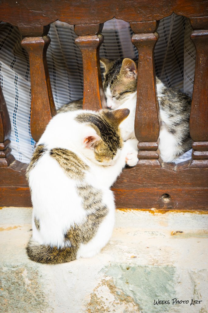 Katzen, Zypern