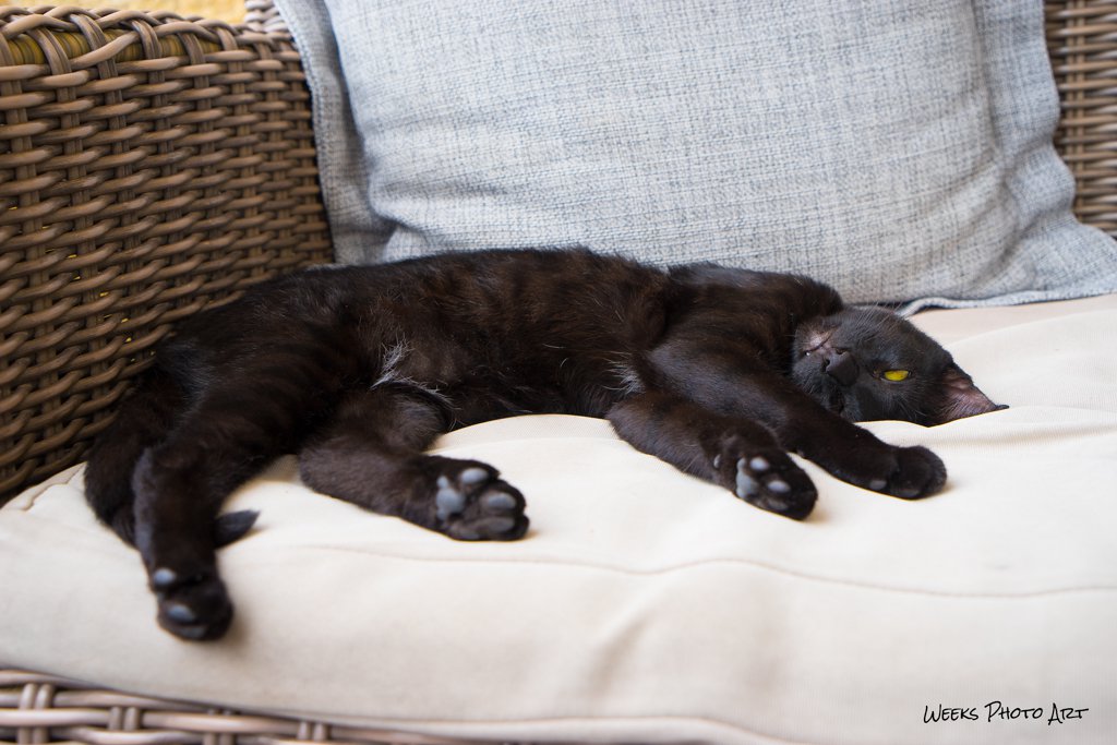 Katzen, Zypern