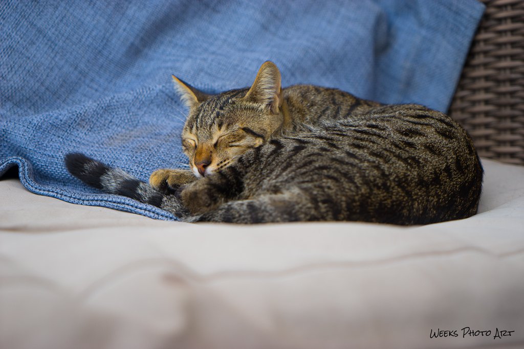 Katzen, Zypern