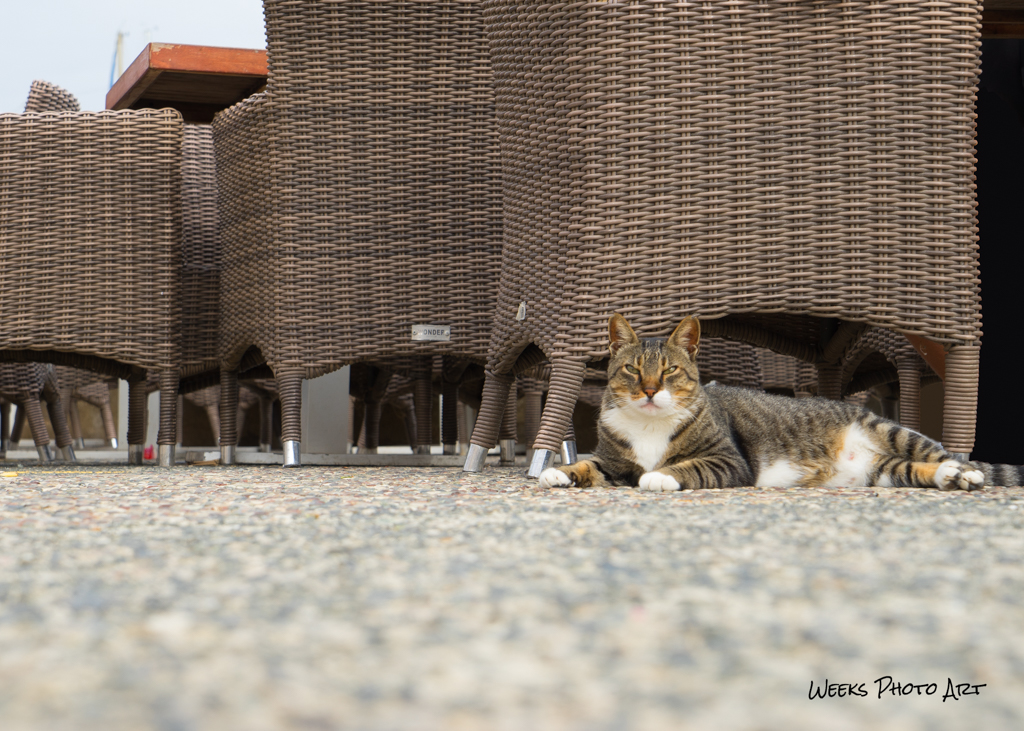 Katzen, Zypern